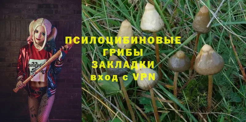 Псилоцибиновые грибы Psilocybe  mega ССЫЛКА  Краснообск 